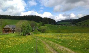 Griesbachhof und Ferienhaus umgeben von Weiden und Blumenwiesen