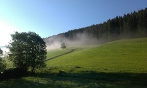 Morgendunst am Waldrand beim Griesbachhof