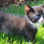 Unsere schwarz-weisse Babykatze im saftigen Gras