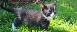 Unsere schwarz-weisse Babykatze im saftigen Gras