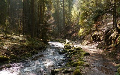 Natur Attraktion Erlebnisbox: die Wutachschlucht im Schwarzwald