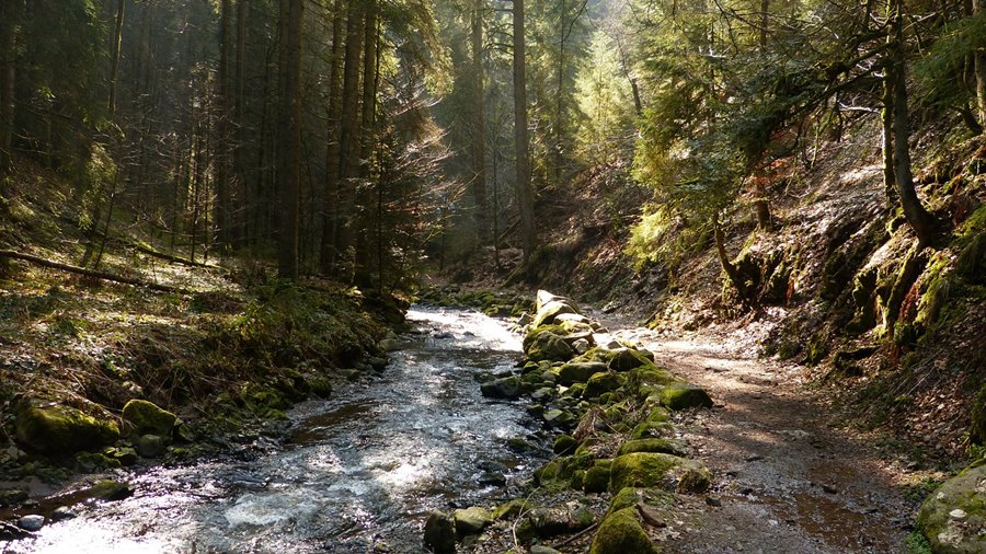 Natur Attraktion: die Wutachschlucht im Schwarzwald