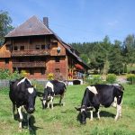 Griesbachhof: Die mächtige Südseite mit trächtigen Kühen und Hofgarten im Vordergrund