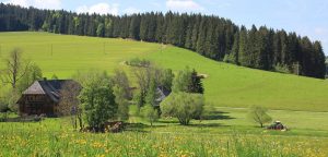Sommerwiese_Griesbachhof-Schwarzwald