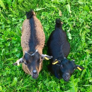 Vroni (braune Ziege) und Claudi (schwarze Ziege) sind von Natur aus sehr neugierig